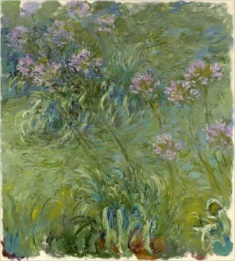 Monet's Agapantus