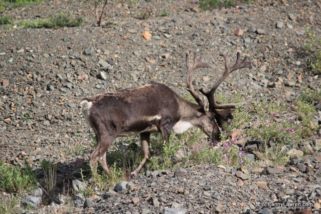 Alaska Denali National Park Wildlife Animal 阿拉斯加德納利國家公園野生動物