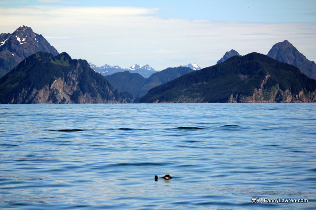 Alaska Kenai Fjords National Park Wildlife Animal 阿拉斯加奇奈峽灣國家公園野生海洋動物