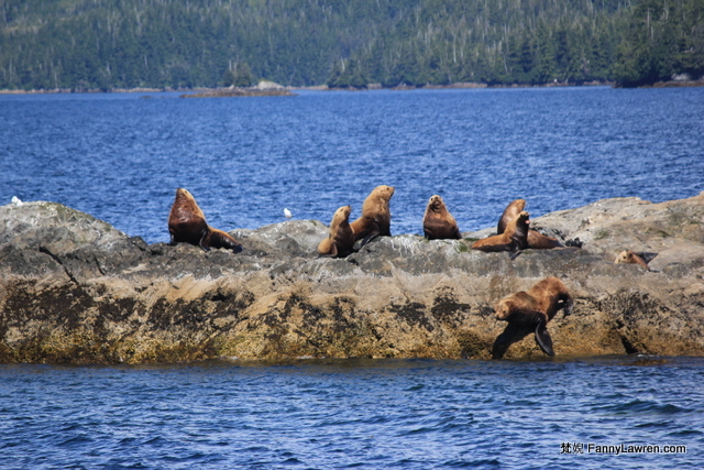 Alaska Prince William Sound National Park Wildlife Animal 阿拉斯加威廉王子灣國家公園野生海洋動物